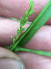Carex laxiflora