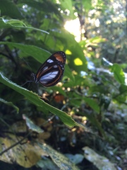 Dismorphia theucharila
