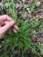 Carex laxiflora