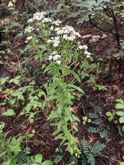 Stevia serrata