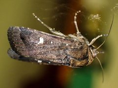 Proteuxoa bistrigula