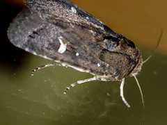 Proteuxoa bistrigula