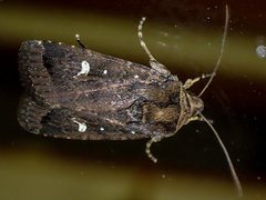 Proteuxoa bistrigula