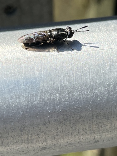 Hermetia sexmaculata photo 5