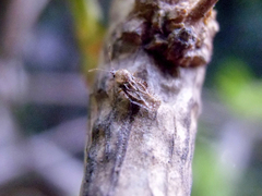 Corythauma ayyari