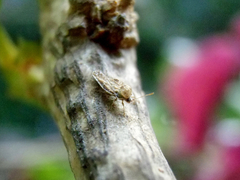 Corythauma ayyari