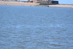 Phocoena phocoena phocoena