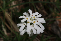 Iberis sempervirens
