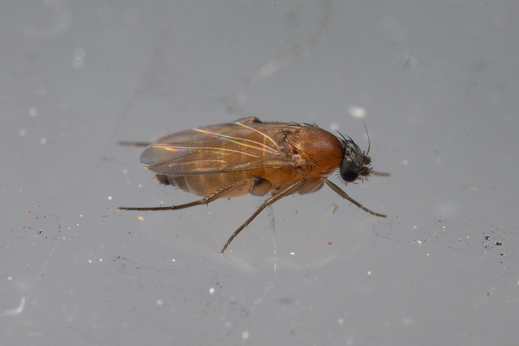 Megaselia spiracularis