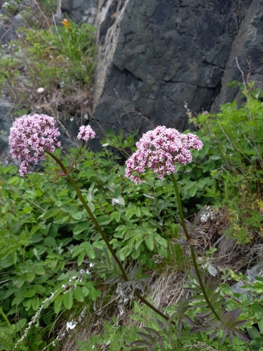 Image of Valeriana fauriei by no rights reserved