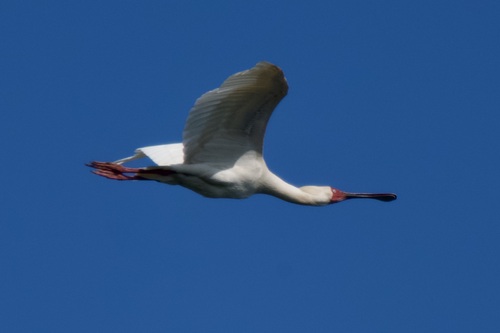 Espátula africana (Platalea alba)