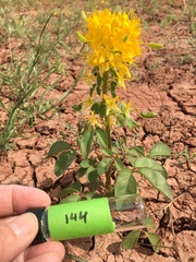 Cleomella platycarpa