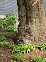 Sciurus carolinensis