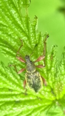 Phyllobius glaucus