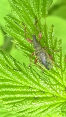 Phyllobius glaucus