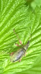 Phyllobius glaucus