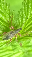 Phyllobius glaucus