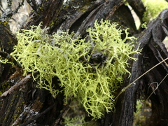 Castilleja thompsonii