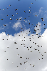 Columba livia domestica
