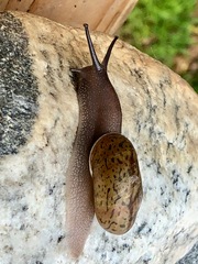 Helminthoglypta stageri