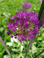 Allium hollandicum