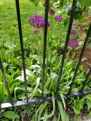 Allium hollandicum