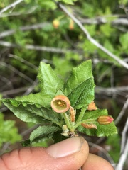 Menziesia ferruginea
