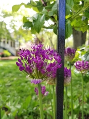 Allium hollandicum