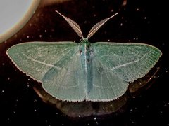 Chlorocoma stereota