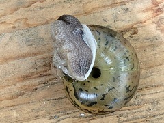 Helminthoglypta stageri