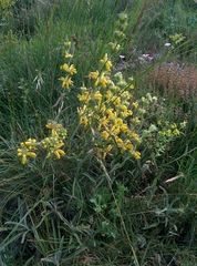 Phlomis lychnitis
