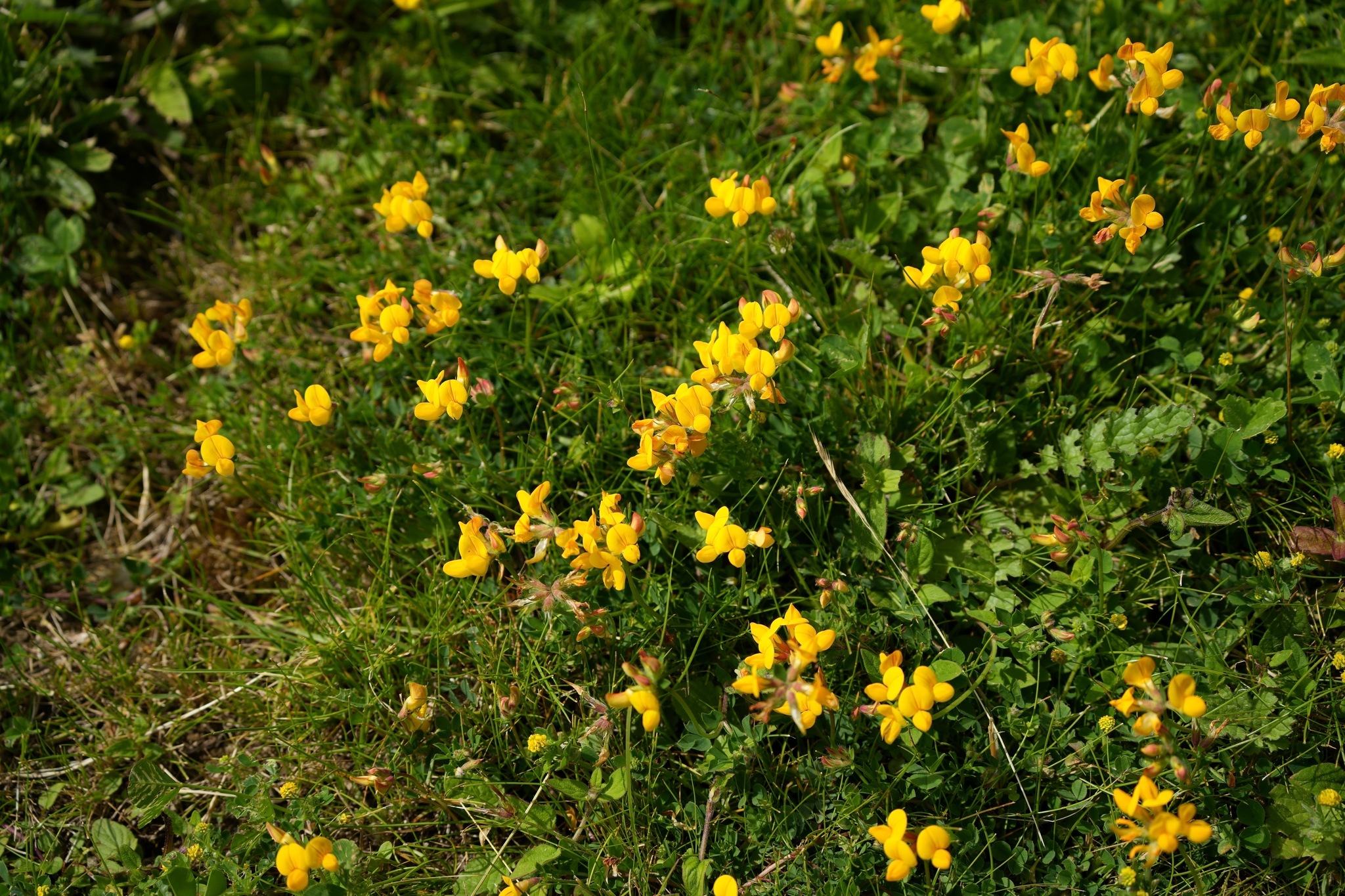 Bird's-foot Trefoil