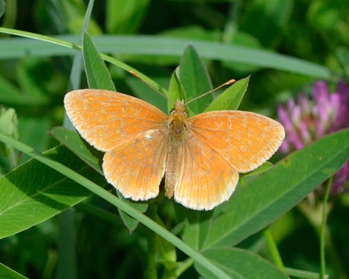 Lesser Marbled Fritillary