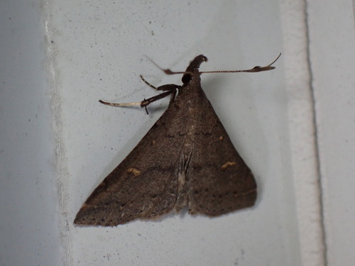 Sober Renia Moth photo 2