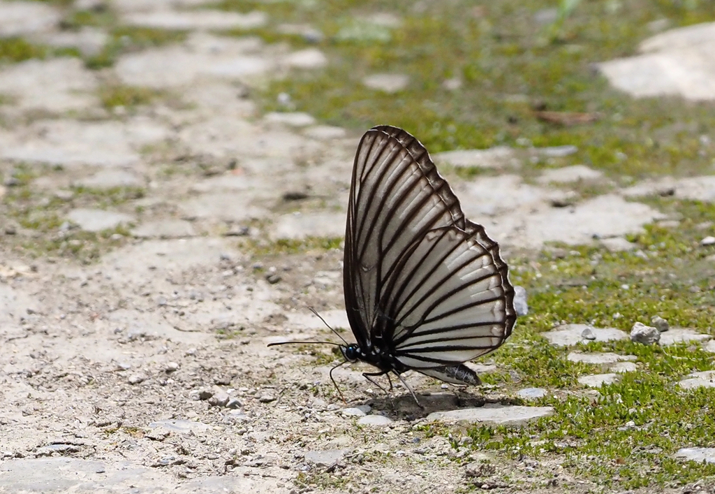 Aldania raddei from 中国湖北省十堰市竹溪县 on June 11, 2024 at 11:37 AM by 丢 ...