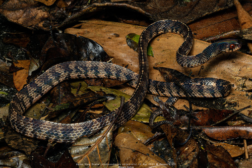 Photo of a Asian Slug Snake (Asthenodipsas vertebralis)