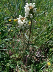 Prunella laciniata