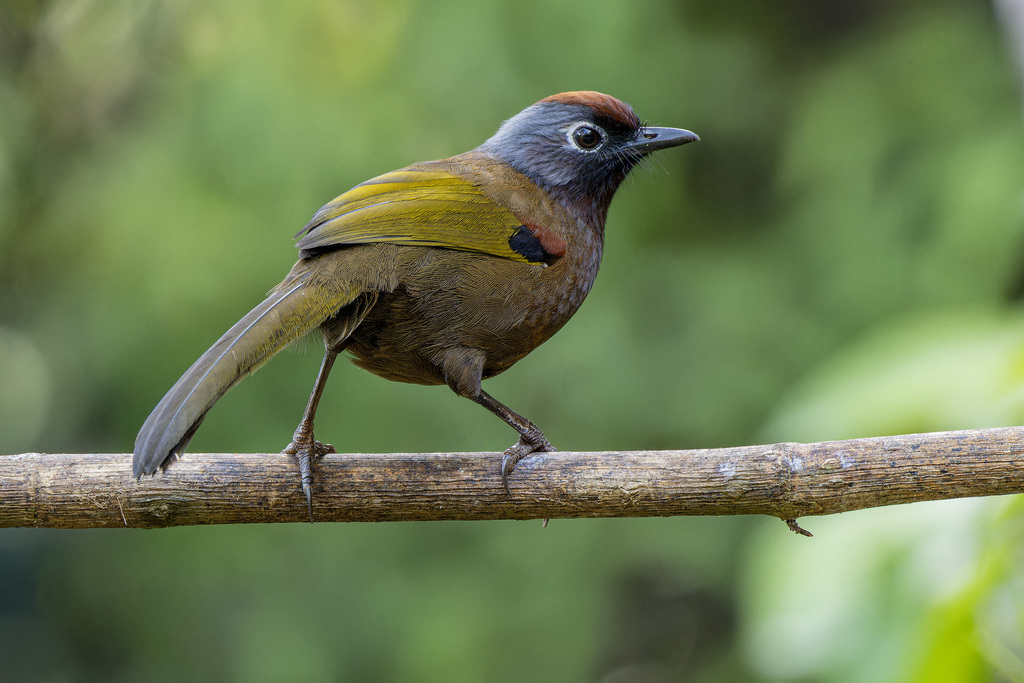 Malayan Laughingthrush