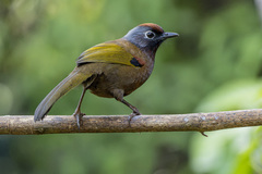 Malayan Laughingthrush photo 1