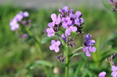 Hesperis pycnotricha