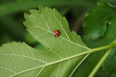 Coelophora bissellata