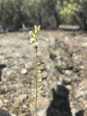 Streptanthus barbiger