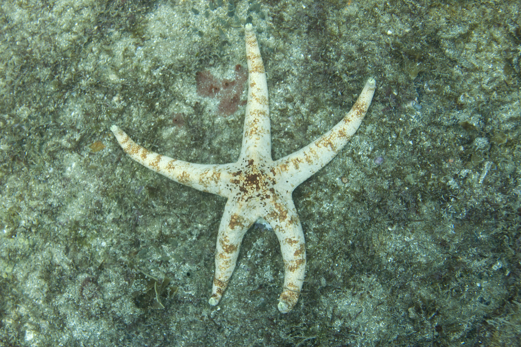 Narcissus Sea Star