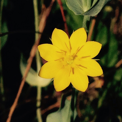 Yellow-wort