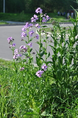 Hesperis pycnotricha