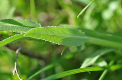 Hesperis pycnotricha