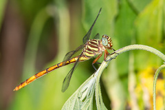 Aphylla angustifolia