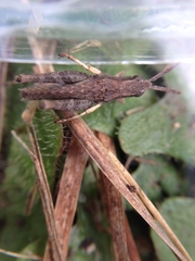 Sigaus campestris