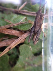 Sigaus campestris