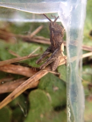 Sigaus campestris